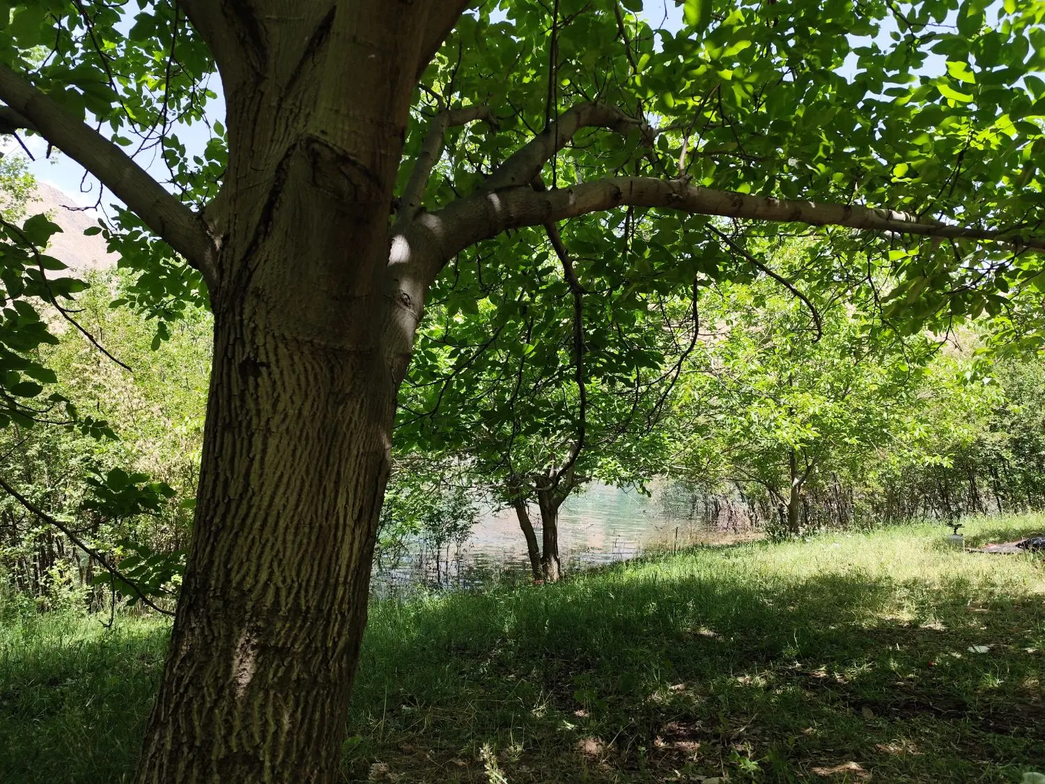 باغ و زمین کشاورزی