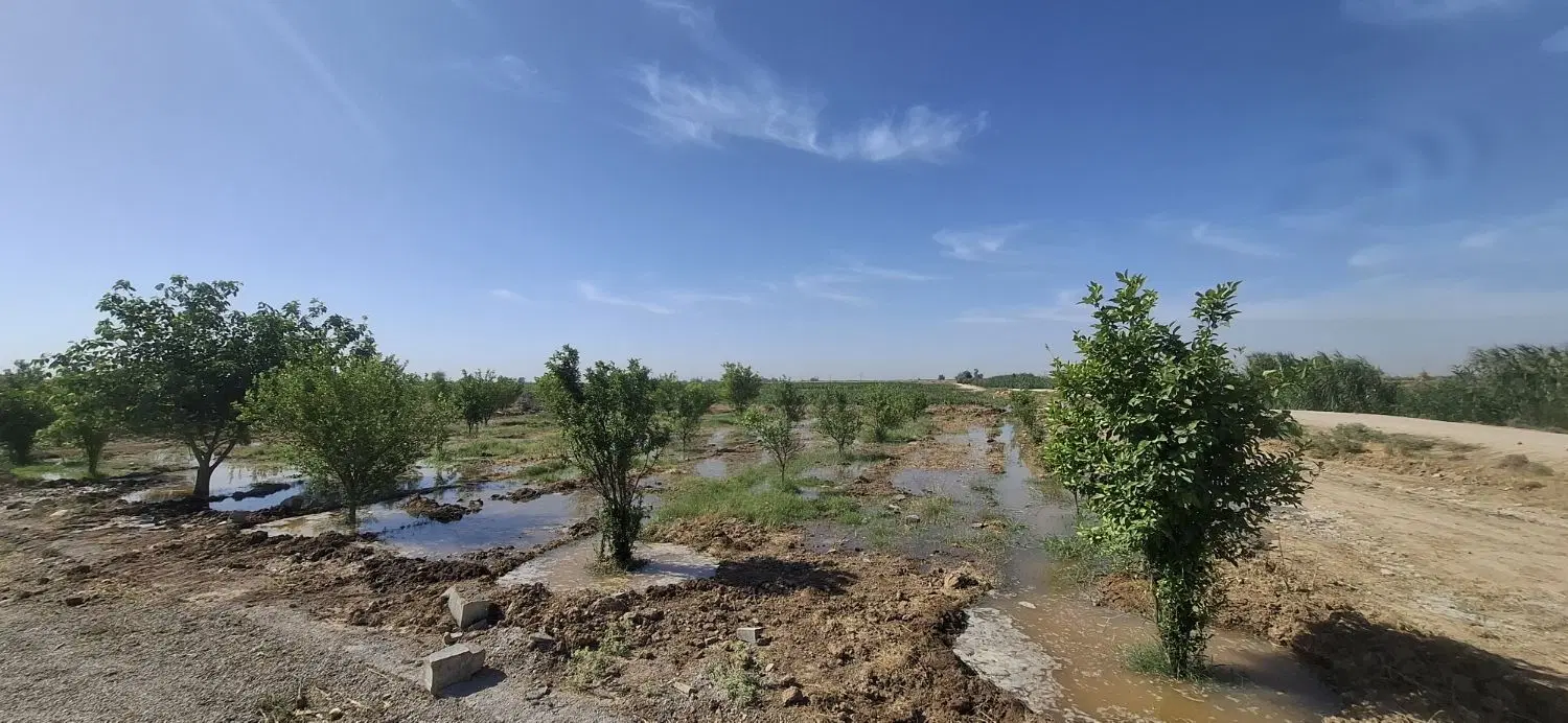 باغ با درختان ۴ساله جریه سیدراضی