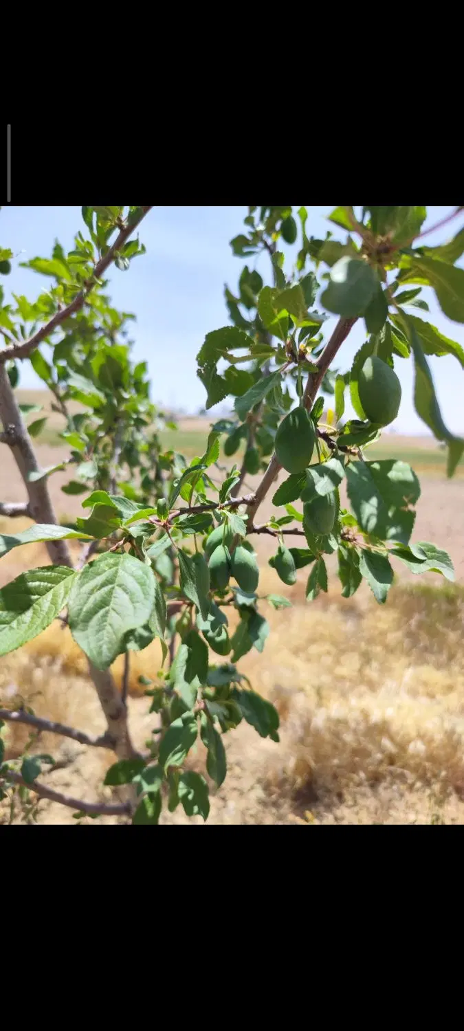 باغ درالیگودرز