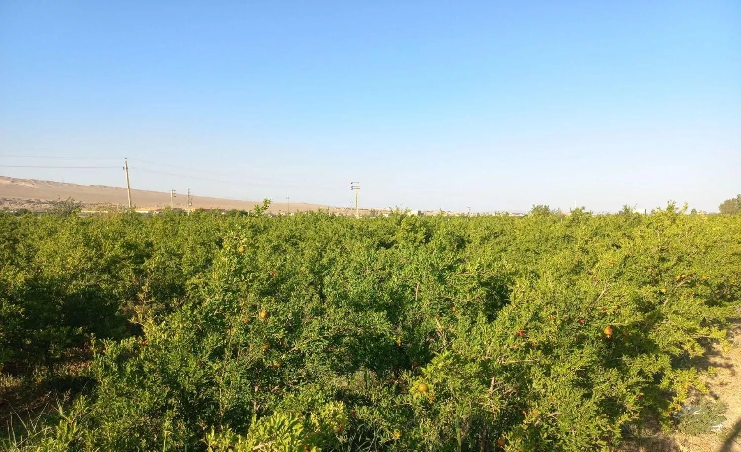 باغ انارو پسته جهت فروش یا معاوضه باخونه وخودرو