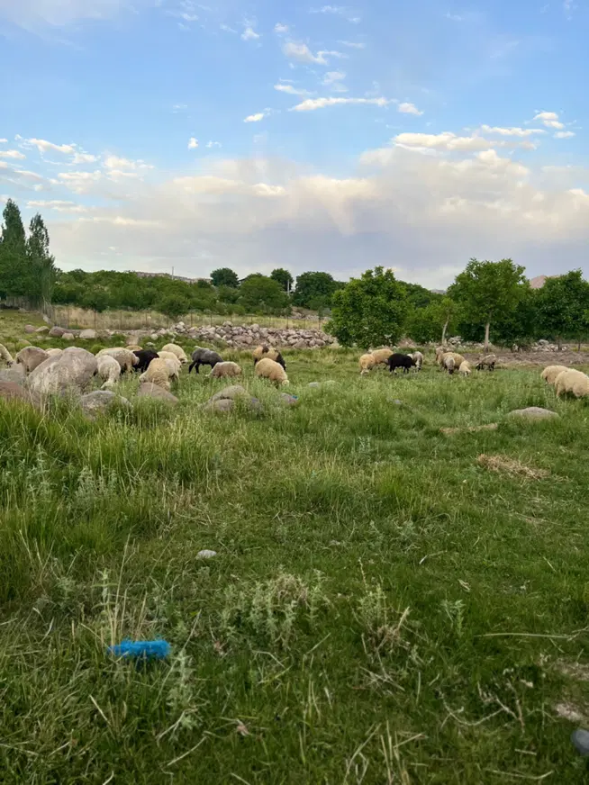 فروش باغ بهترین روستای گوغر