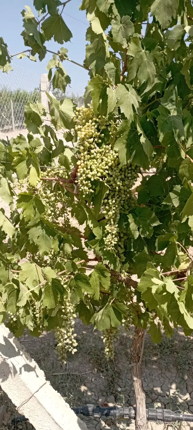 باغ ایستاده 2000متر بارده
