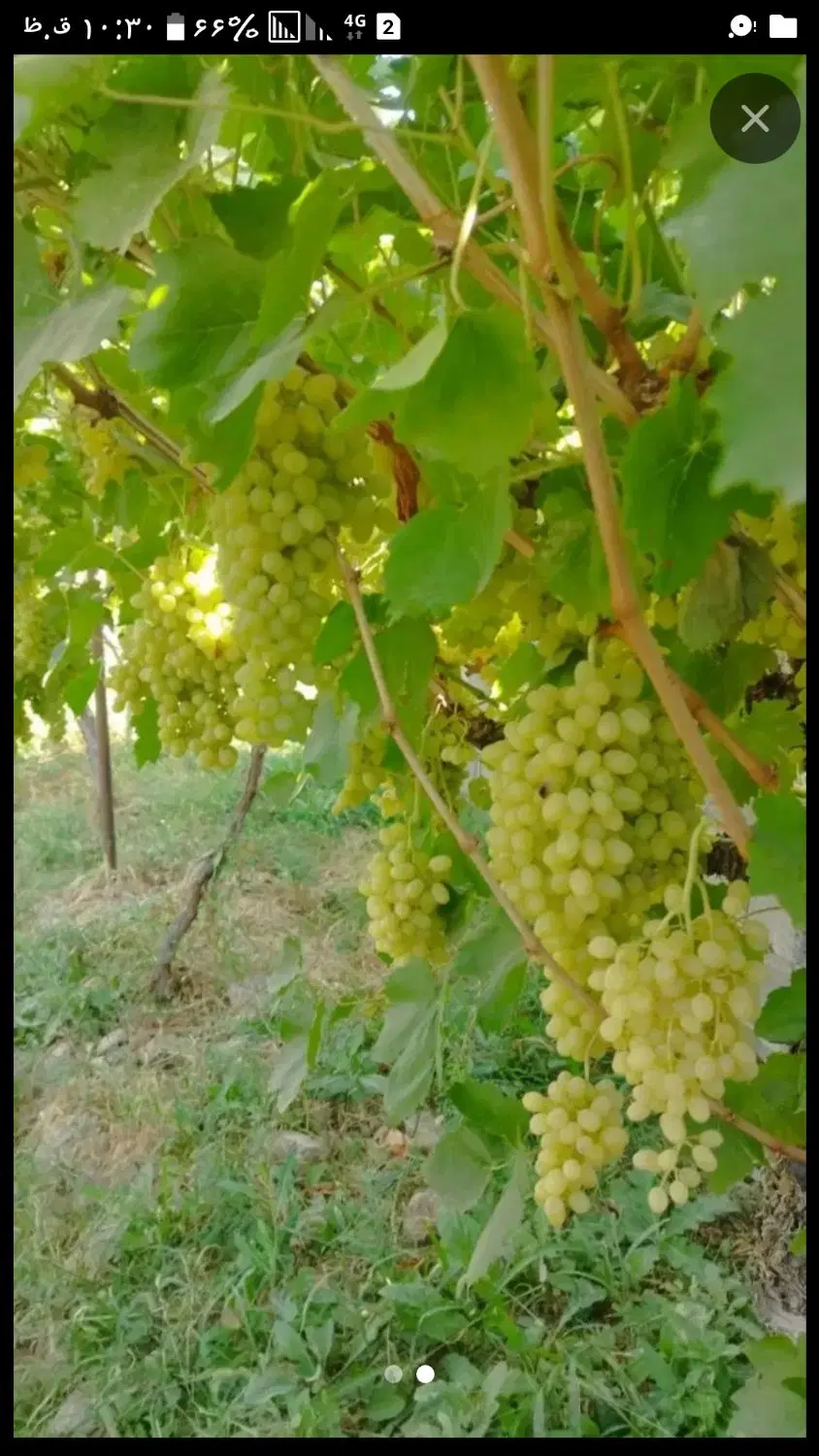 باغ انگور