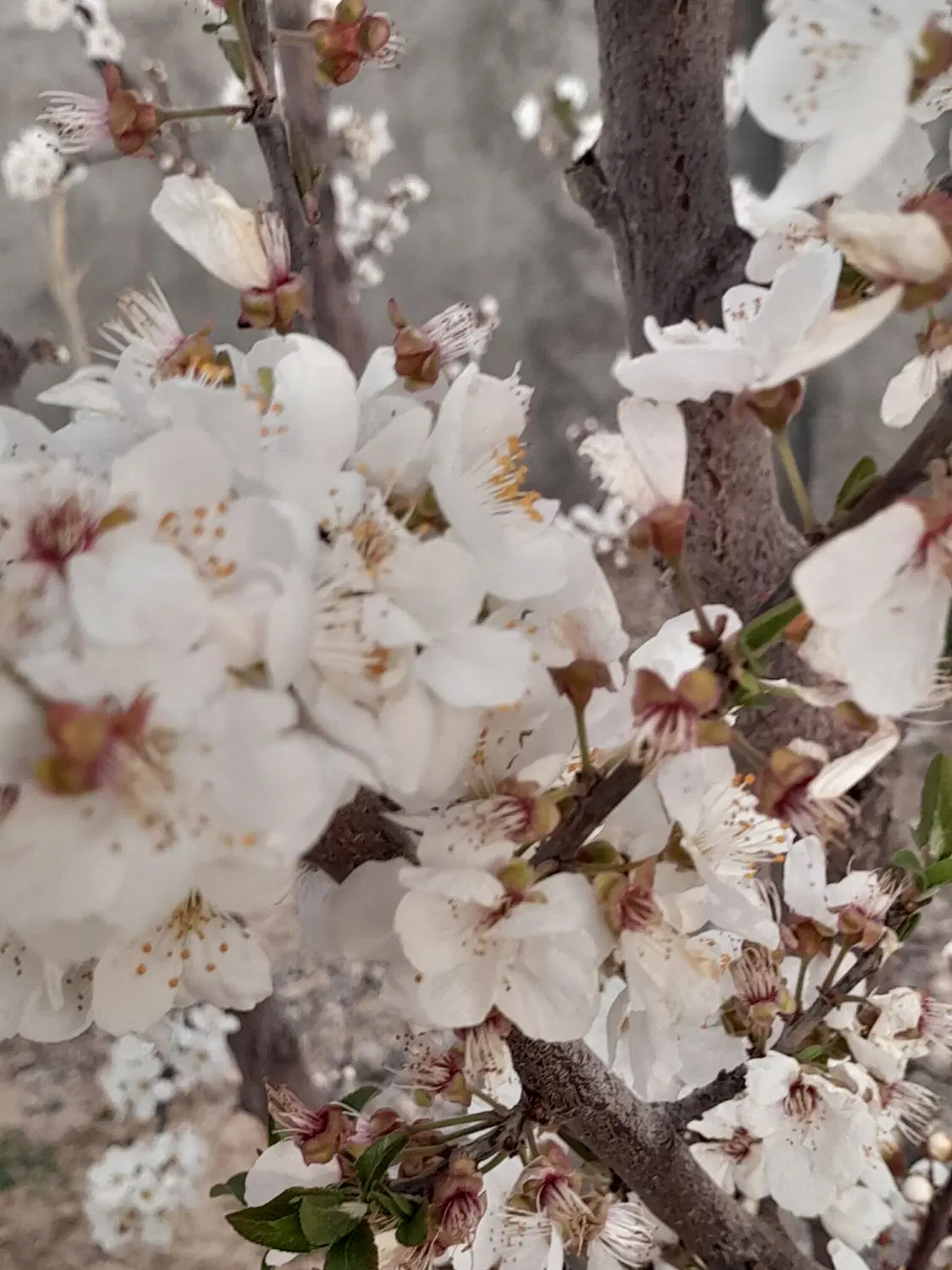 باغچه ۵۰۰ متری