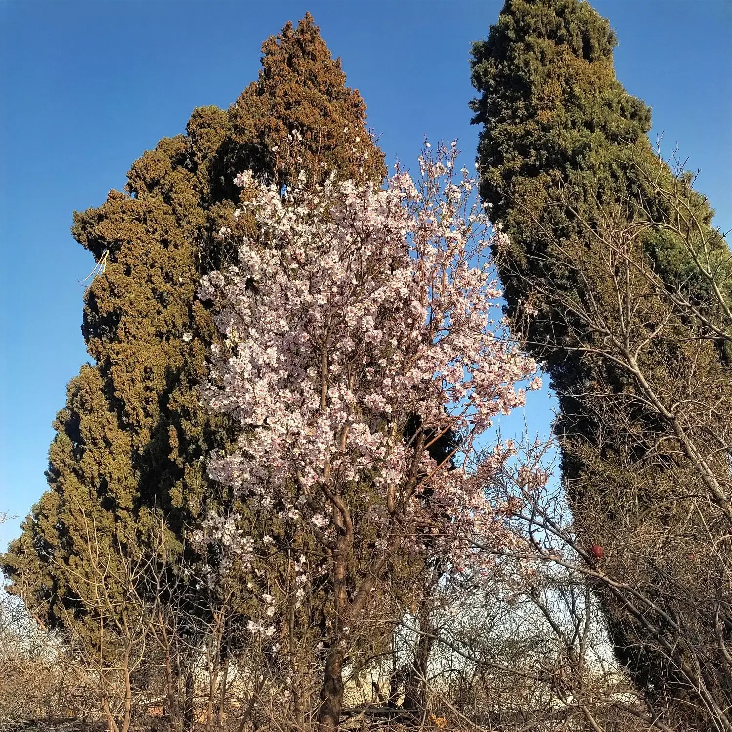 فروش باغ ۸۶۷ متر قصرالدشت_کسایی