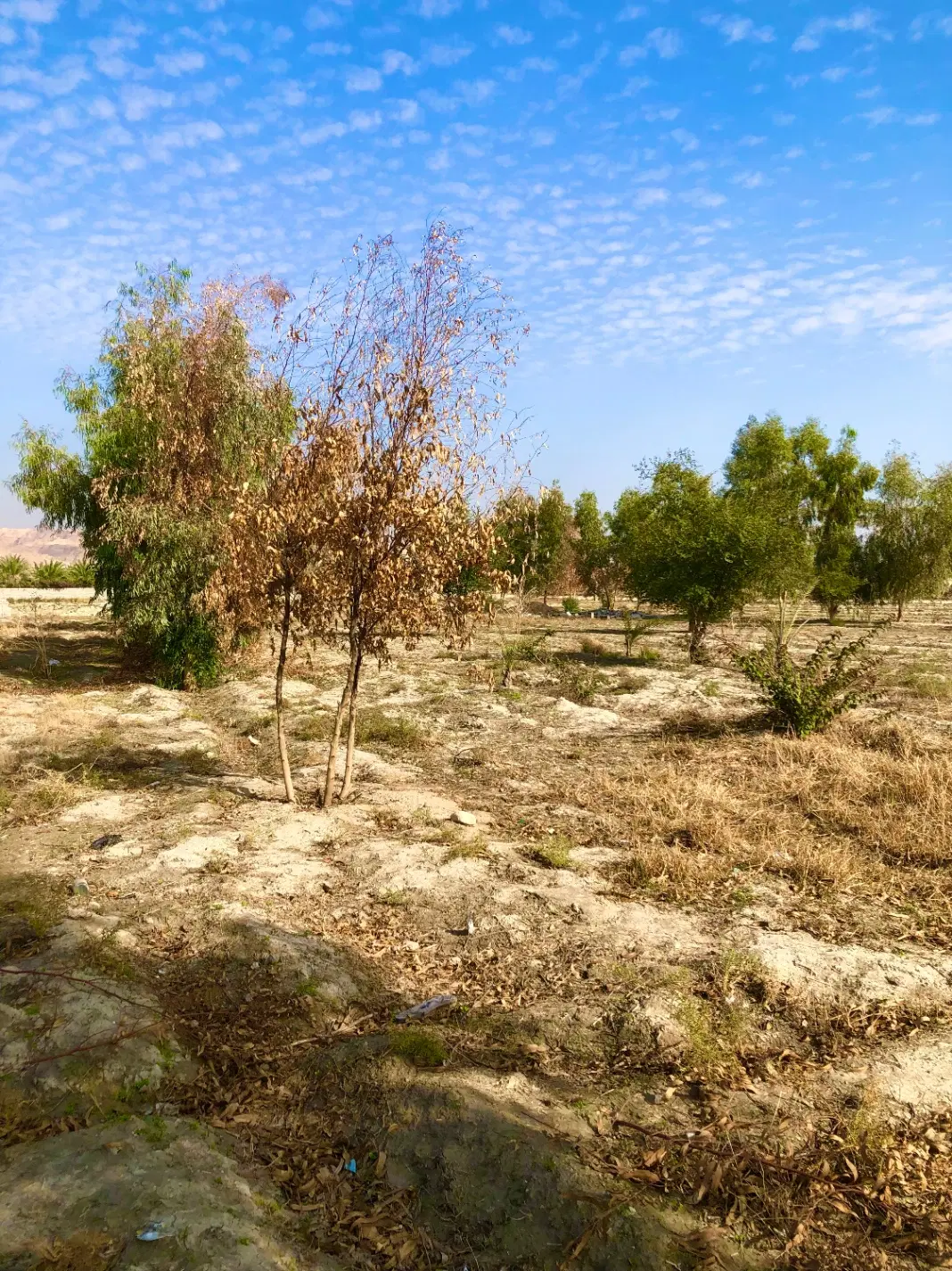 فروش زمین