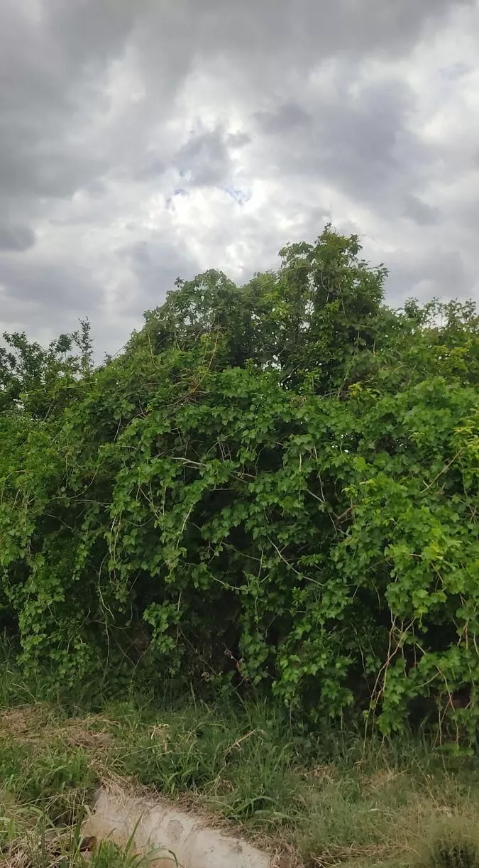 باغچه گیجه سبز