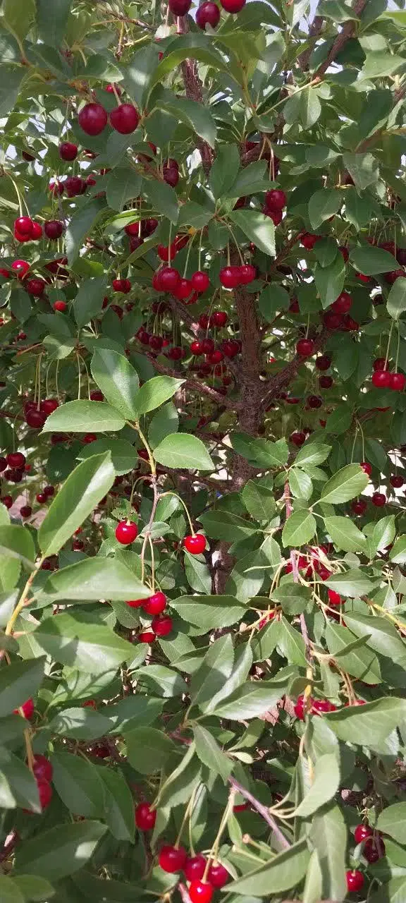 1200 باغشهر ساوالان