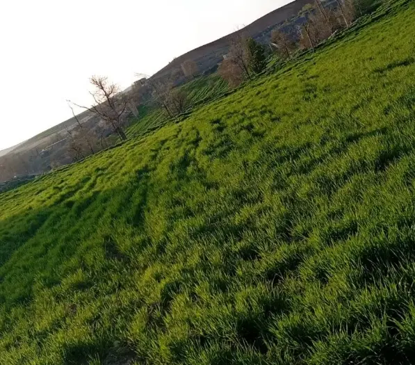 زمین مشاع ۳۰۰ متری واقع در مهرآباد