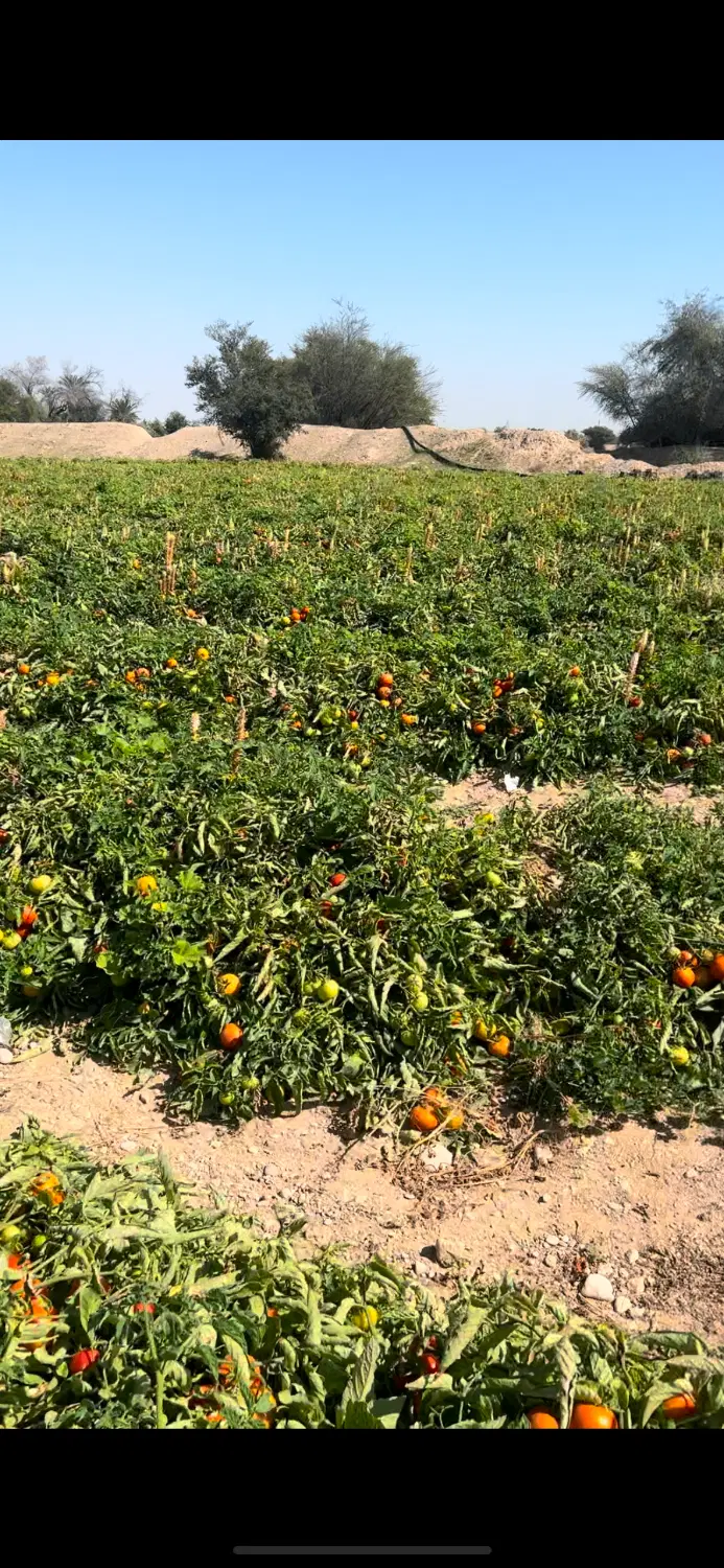 زمین سرخون ۸۰۰متر