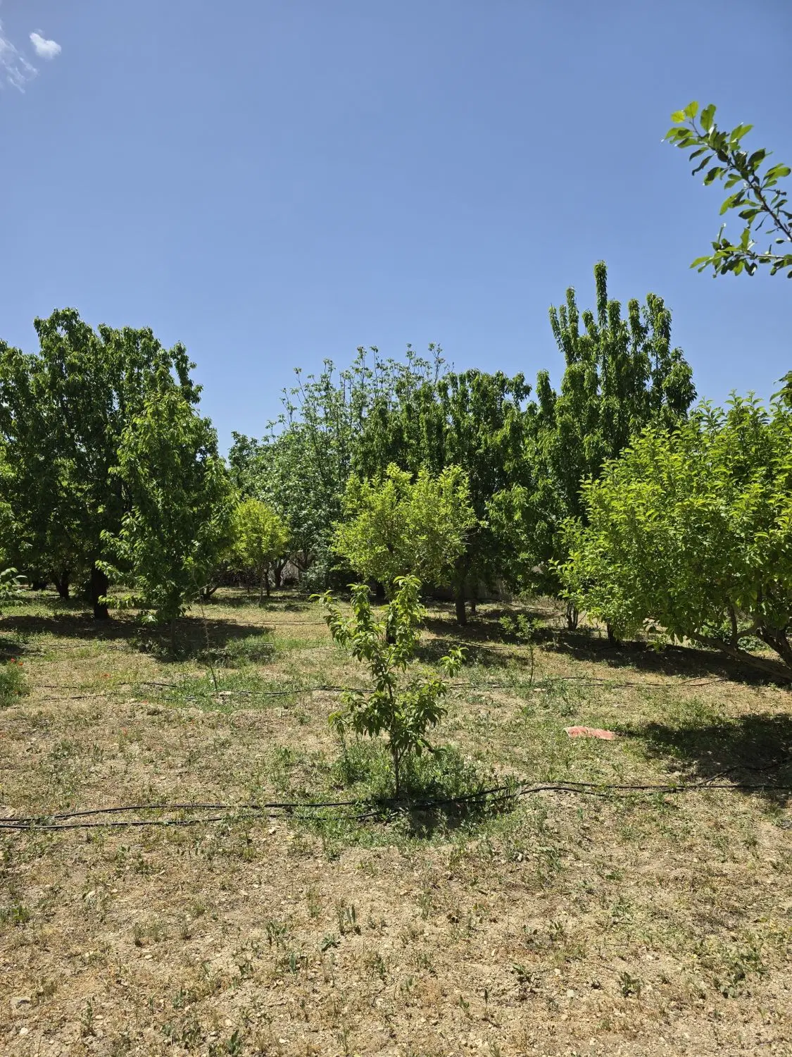 باغ میوه فول امکانات ، نزدیک تهران