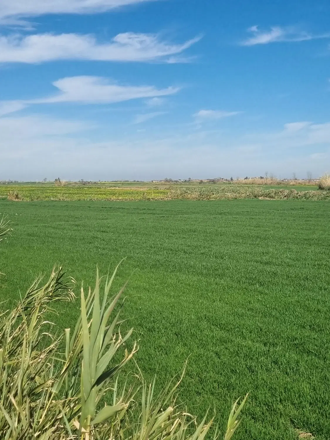 فروش زمین نسقی