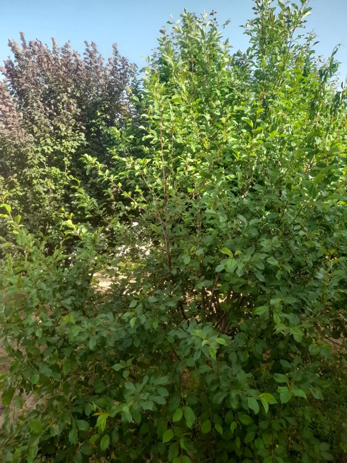 خونه باغ