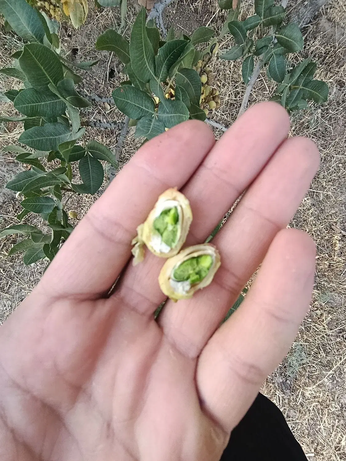 زمین کشاورزی در کلاته شیخ سنگان