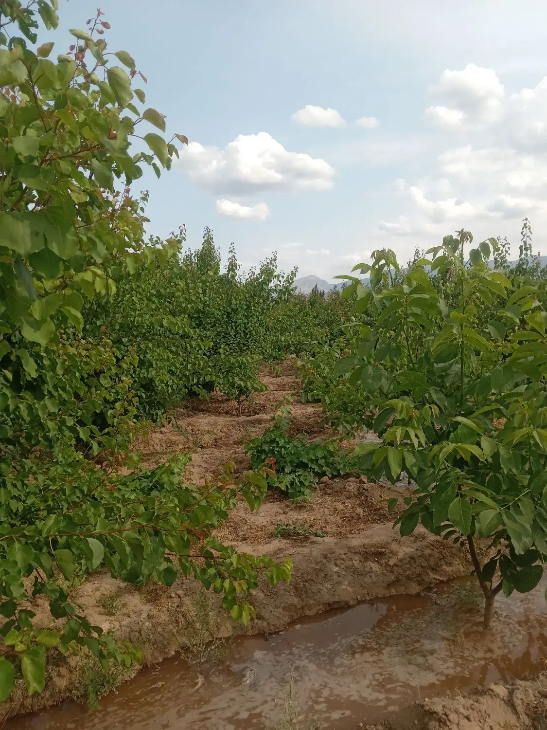باغ زیبا با درختان میوه ۶ ساله