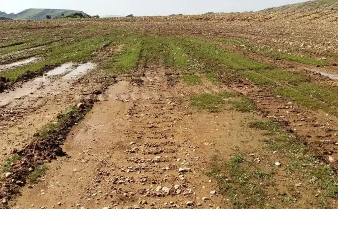 زمین کشاورزی