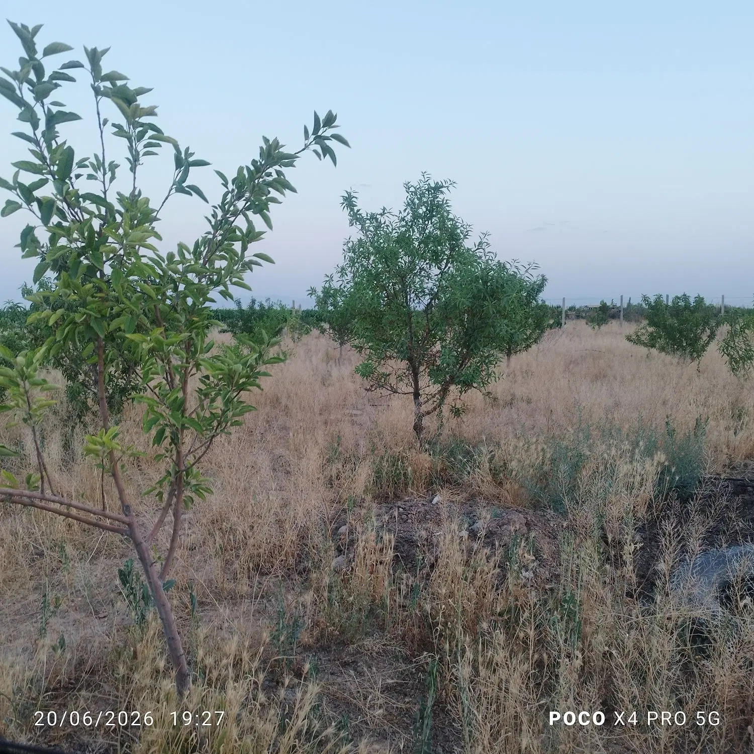 فروش باغچه