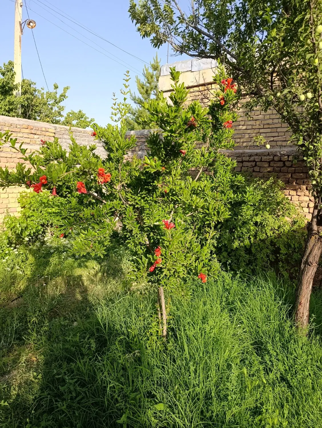 حدودبیست هکتار زمین