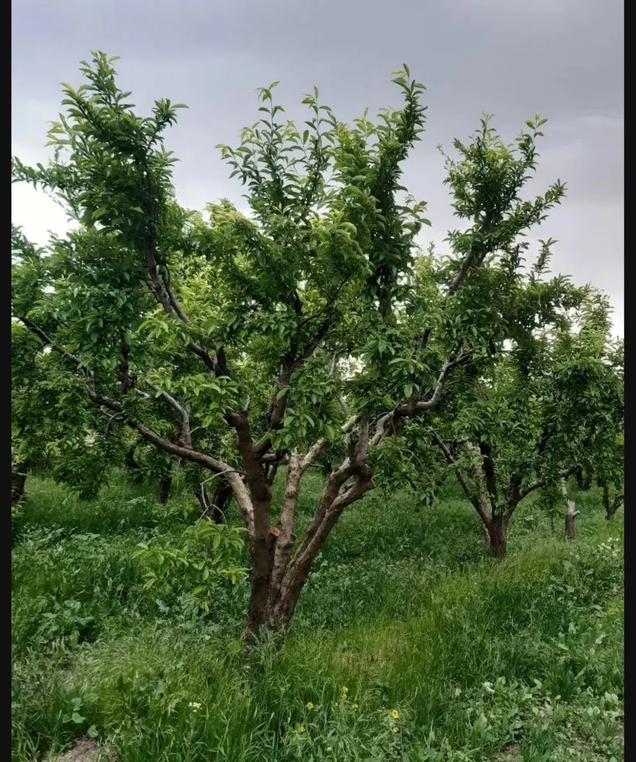 خرید و فروش باغ باغچه ویلا آماده