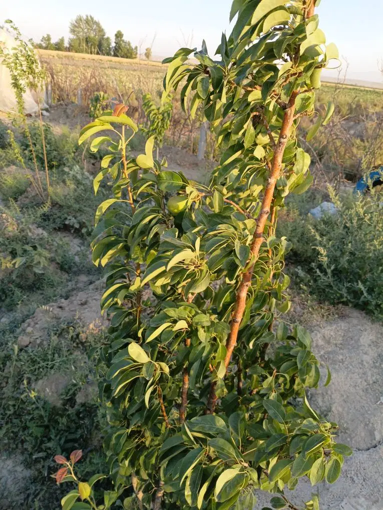 باغچه ۴۳۰مترجاده سهیلیه،معاوضه باماشین