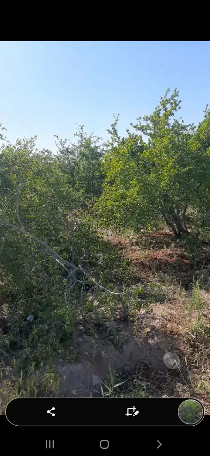 باغچه انار ۵۰۰ متری