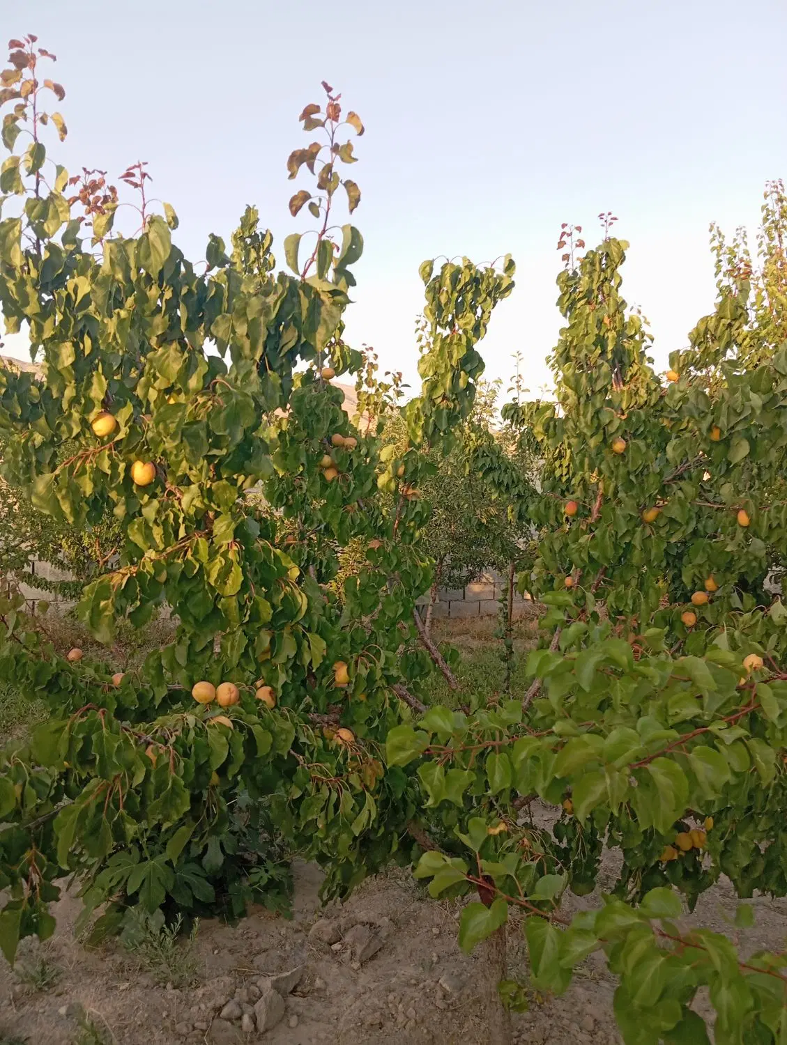زمین ویلایی در سعید آباد
