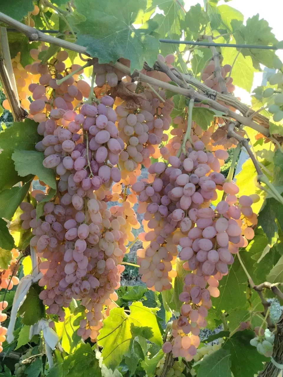 باغ انگور