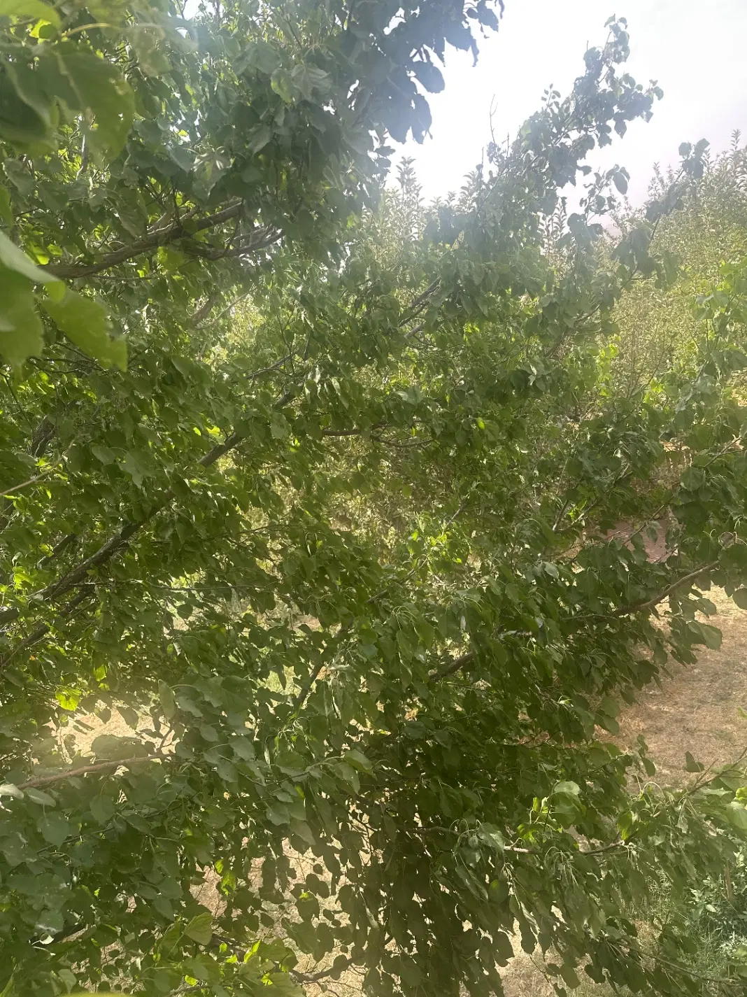 فروش باغ ابشینه