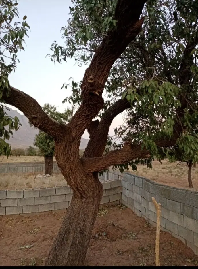 زمین فروشی تنگ چنار