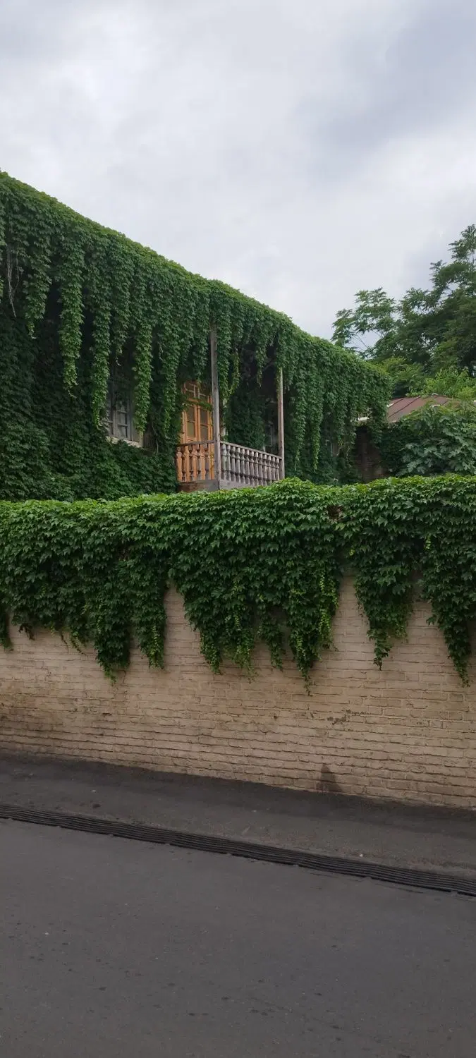 زمین ۳۸۷متر در علی اباد