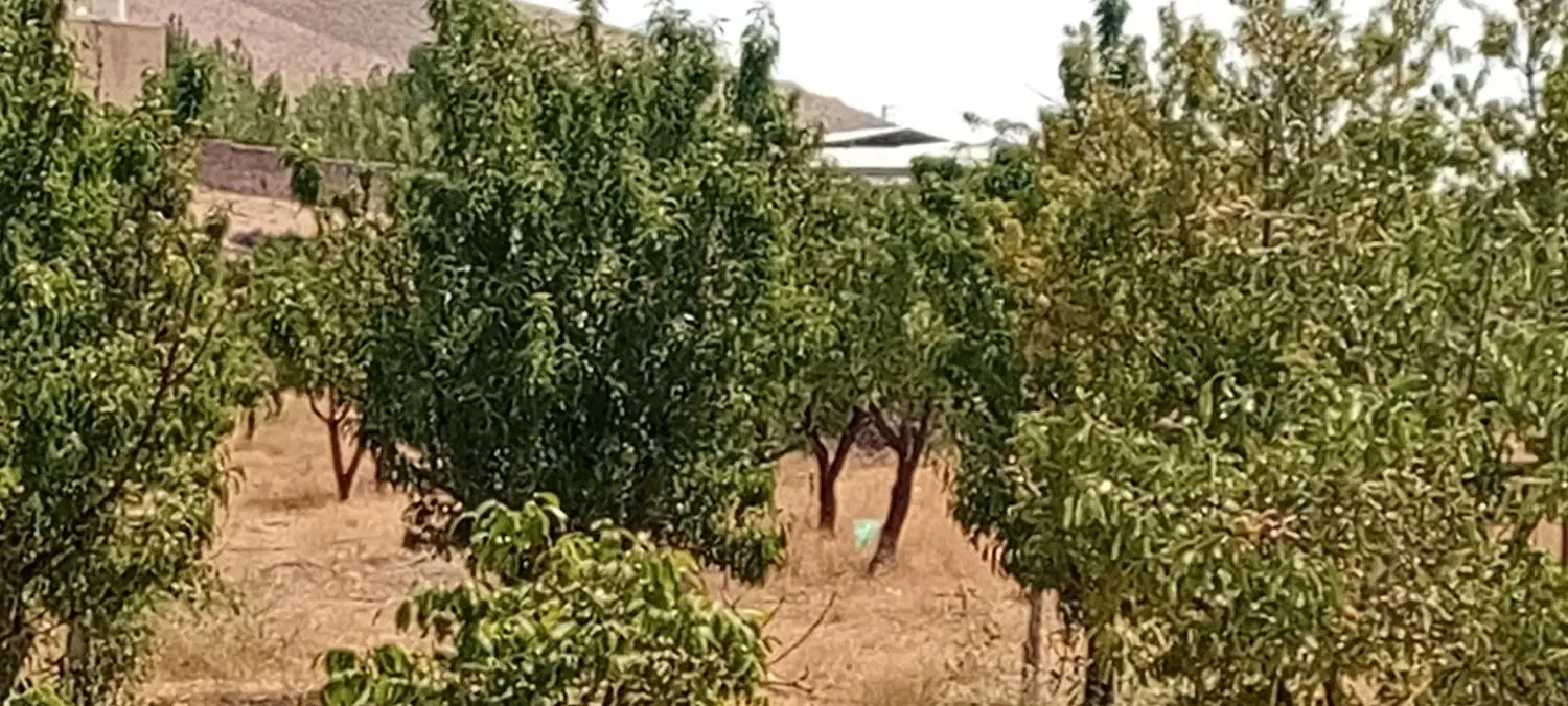 فروش زمین به مساحت 31553مترمربع معروف به باغ زیتون