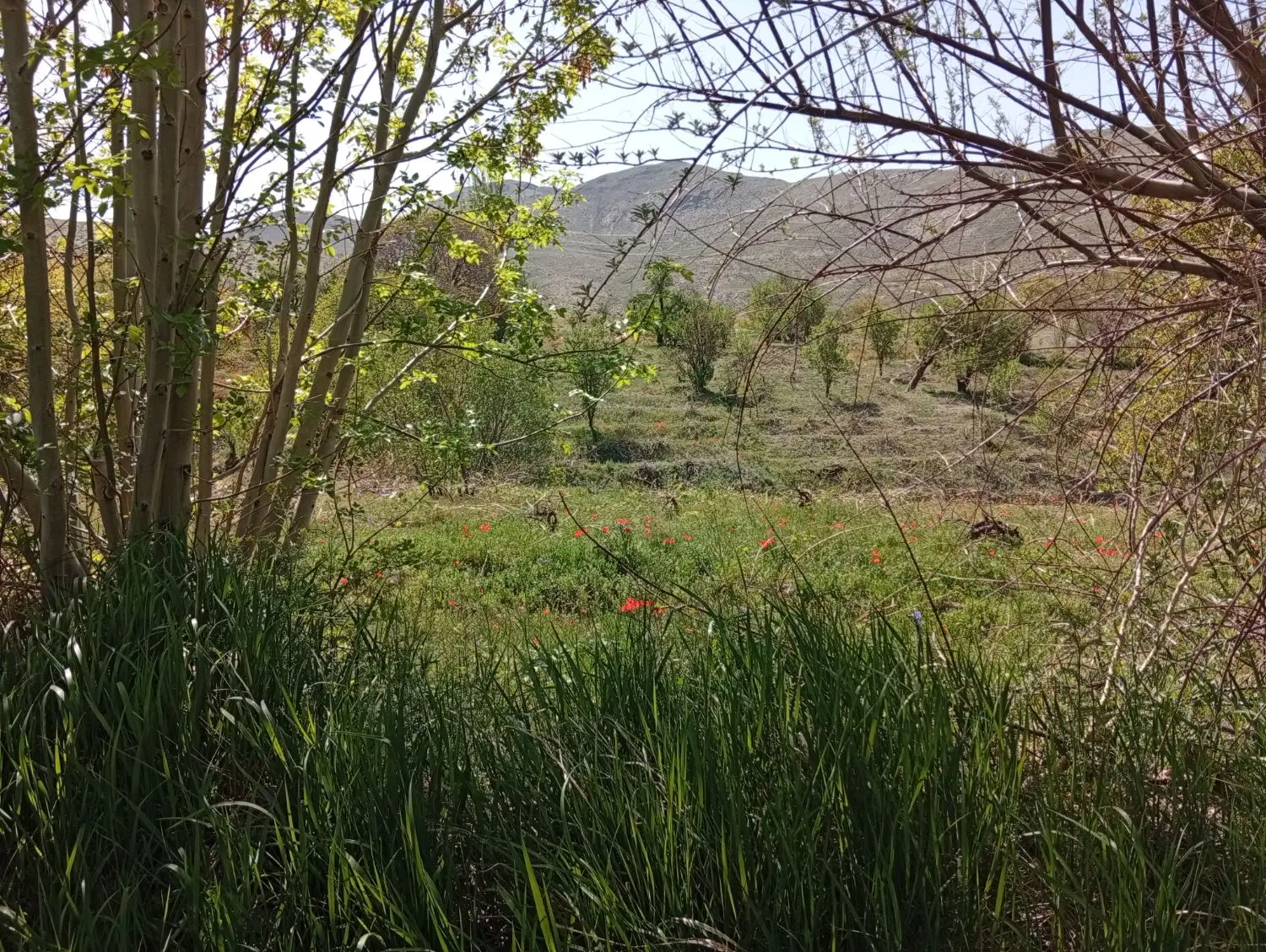 زمین نظم آباد چشمه سار