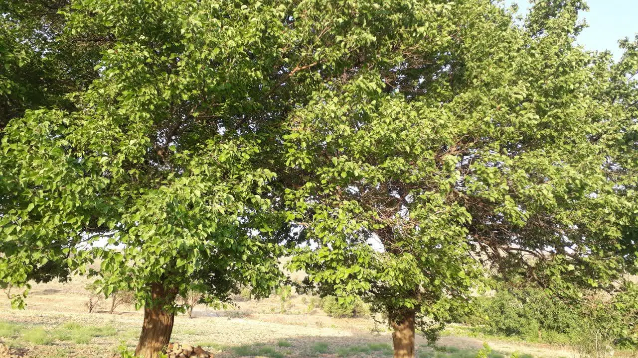 باغ انگور رسیدگی شده با محصول امسال