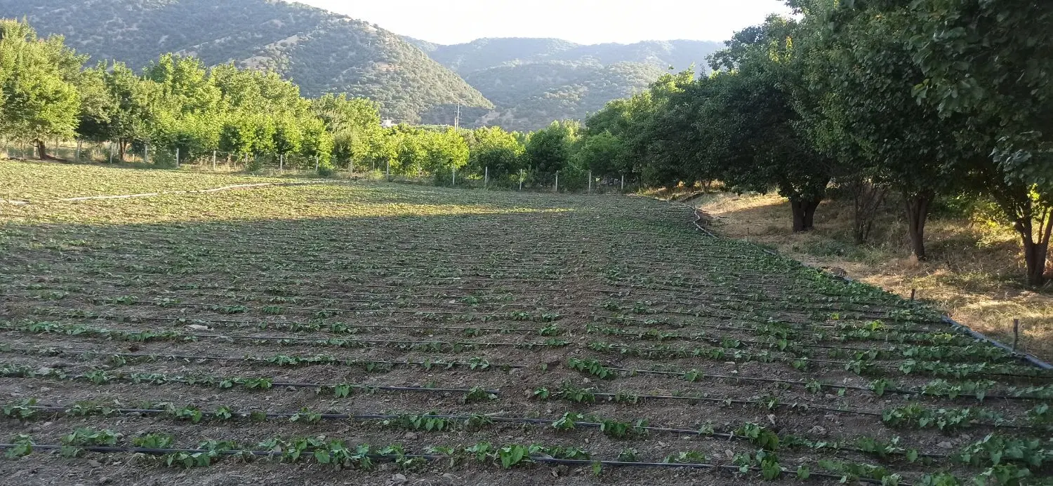 فروش زمین کشاورزی دره تفه