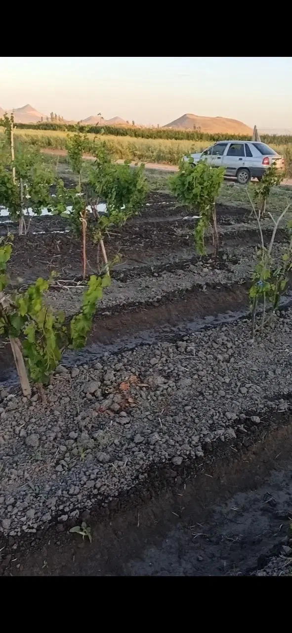 باغ و باغچه