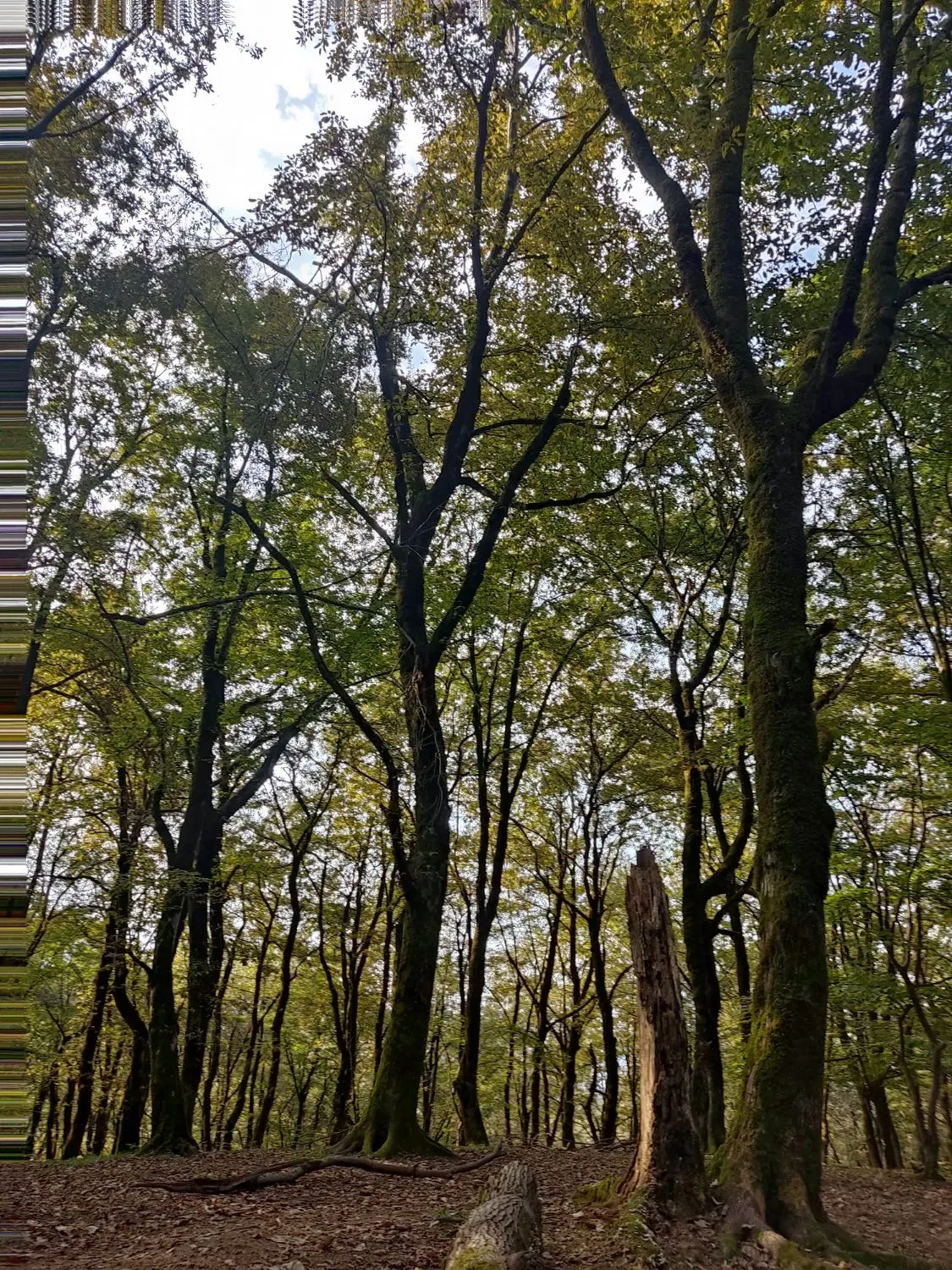 زمین ۲۵۰متری کوزان فرصت رشد سرمایه