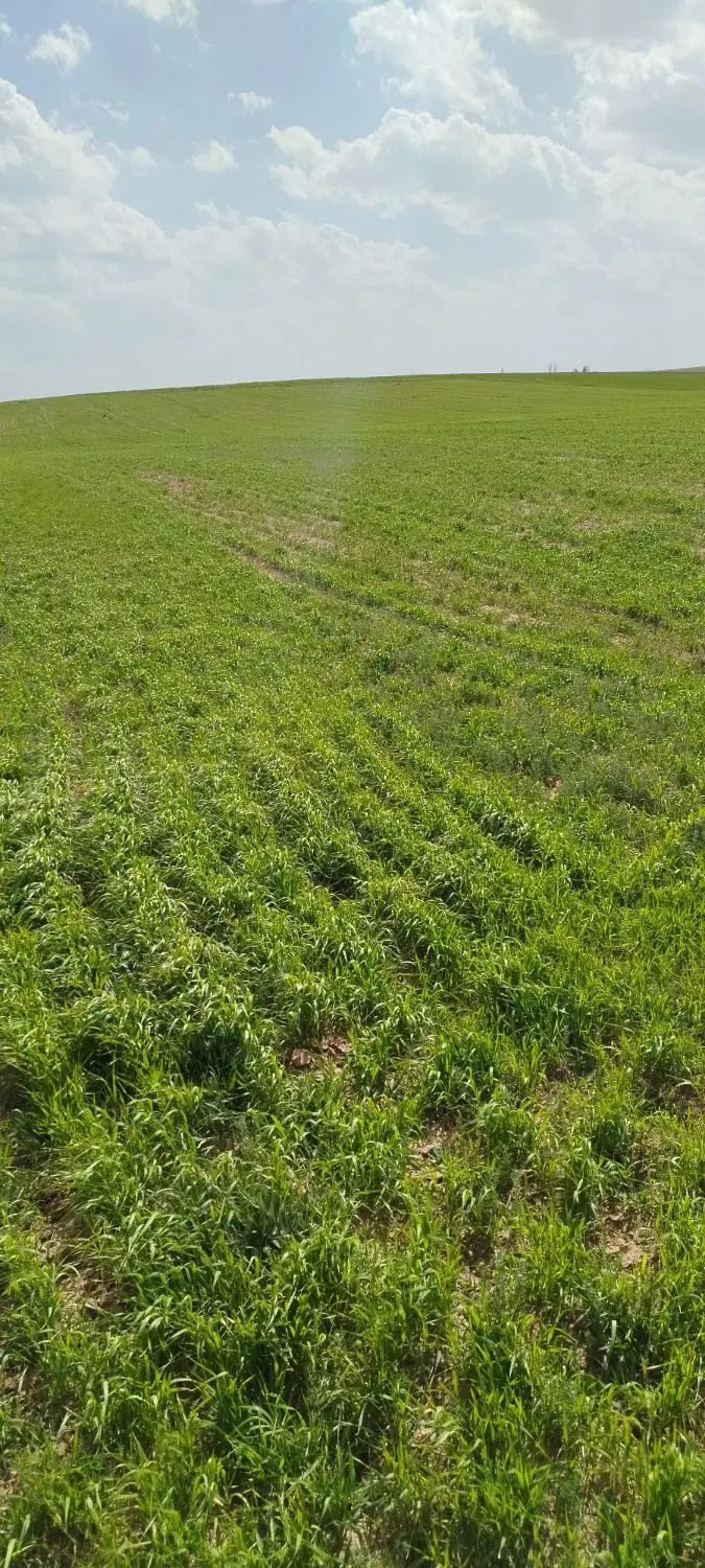 سه هکتار زمین دیم روستای میرکی