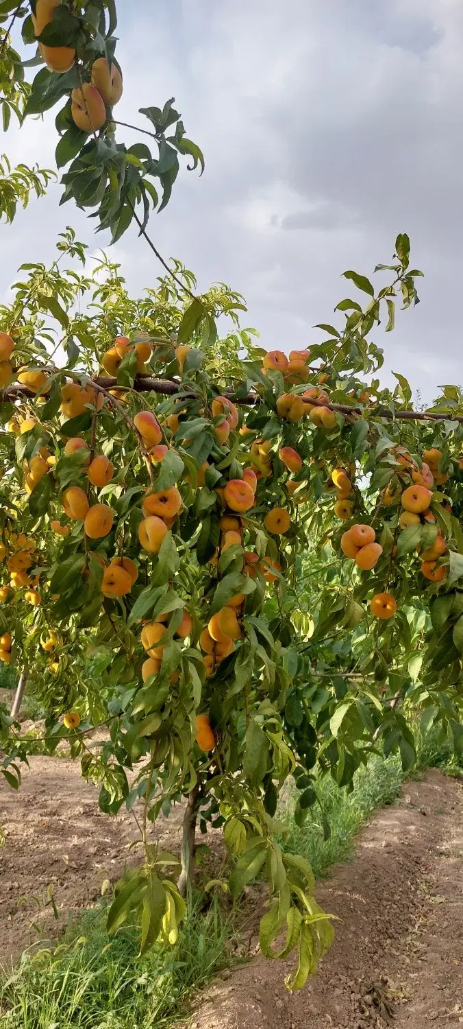 فروش باغ صادق آباد چولک