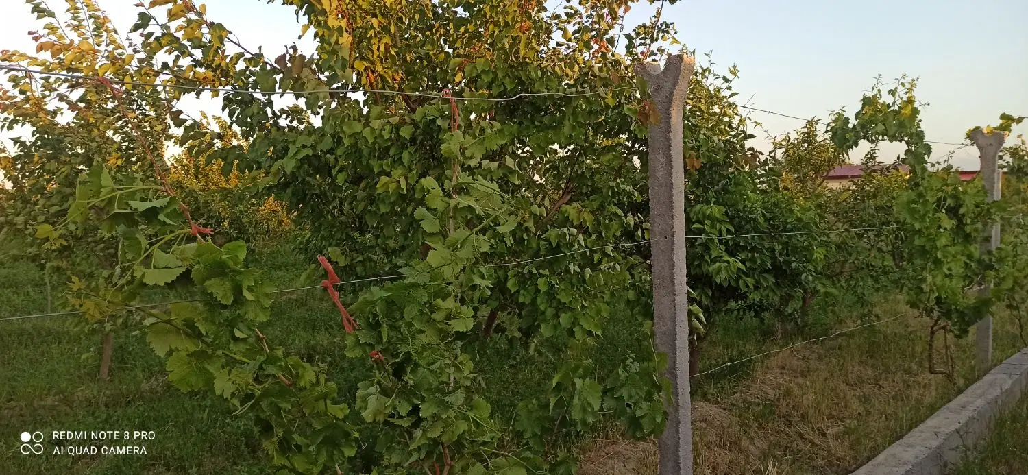 باغچه ی الوان ۱۱۰۰متری