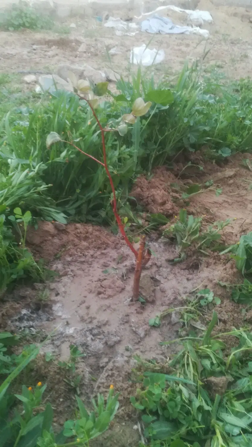 فروش زمین زراعی باغی