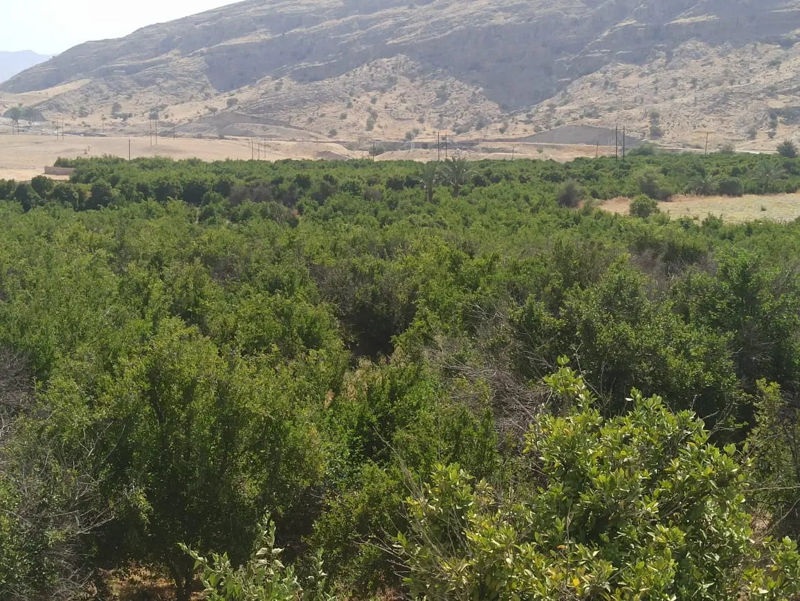 زمین نقلی ۱۲۷متری محموداباد