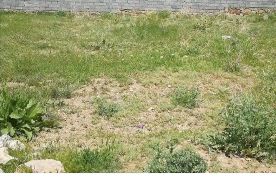 زمین فروشی عباس شهید ۲