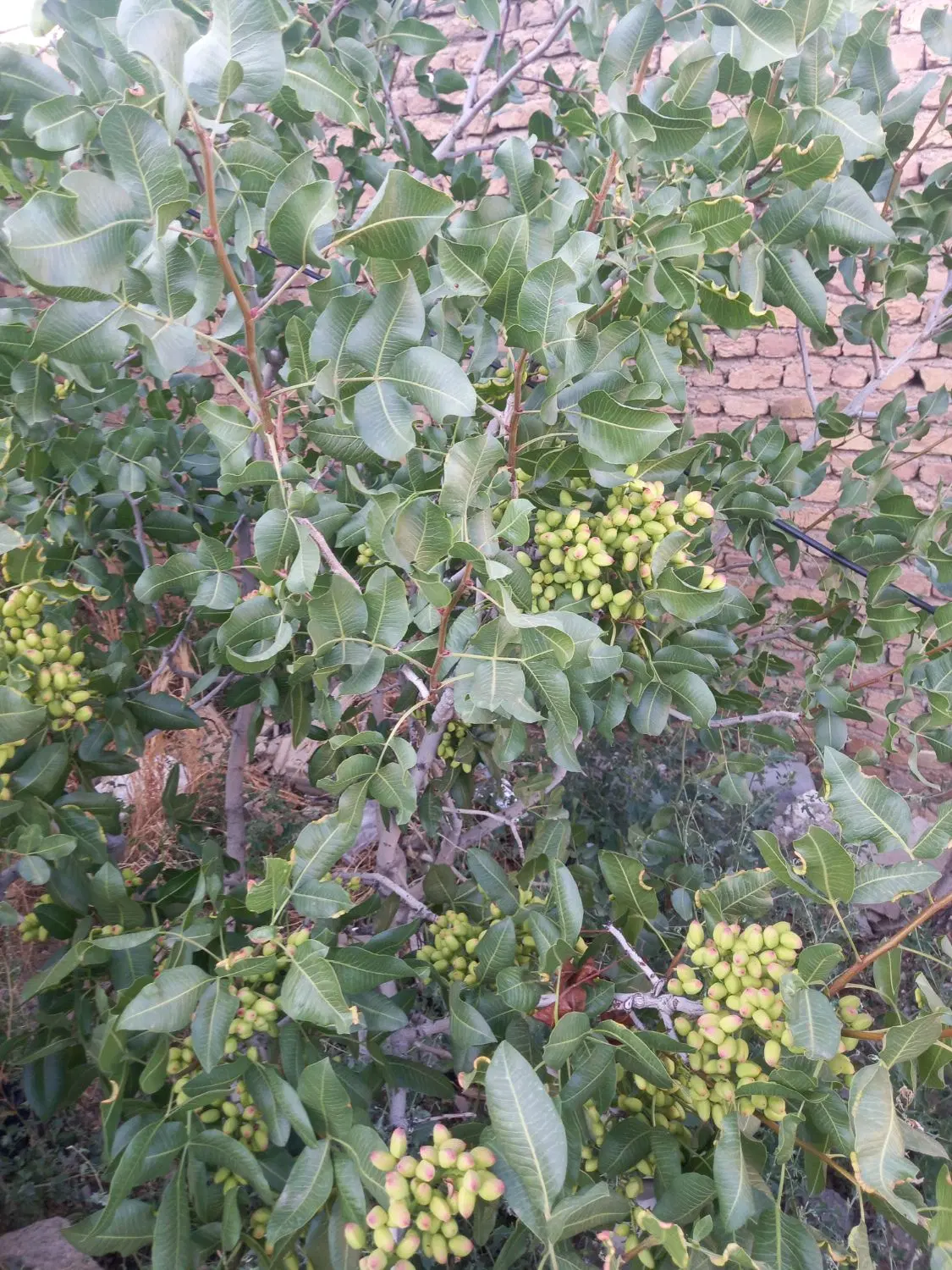زمین در الوار سفلی
