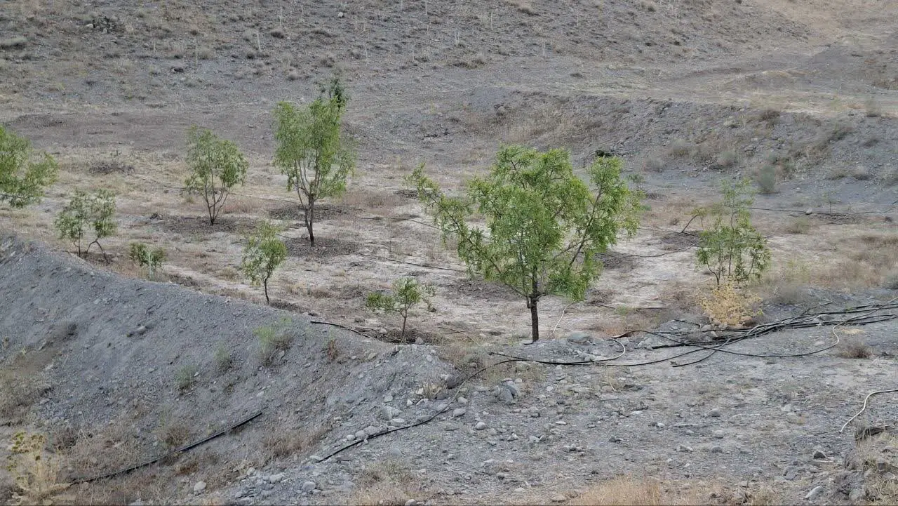زمین زراعی همراه با سند مالکیت