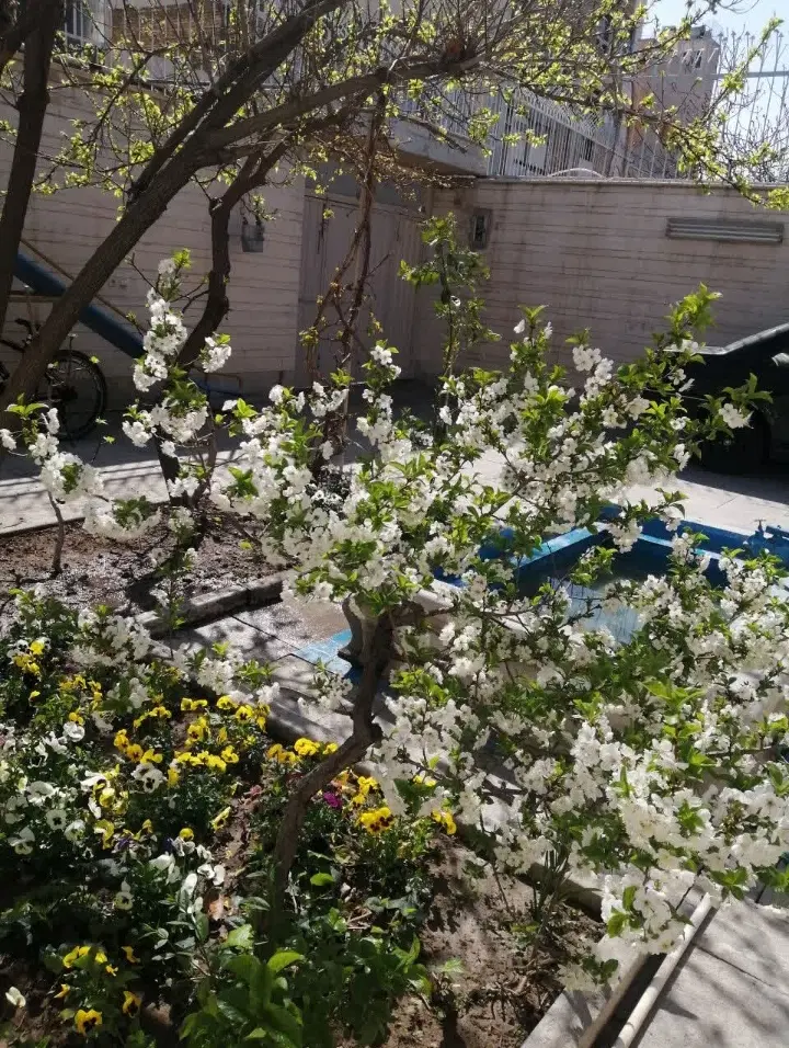 منزل مسکونی رویایی