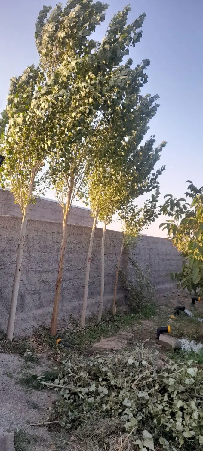 باغ و باغچه