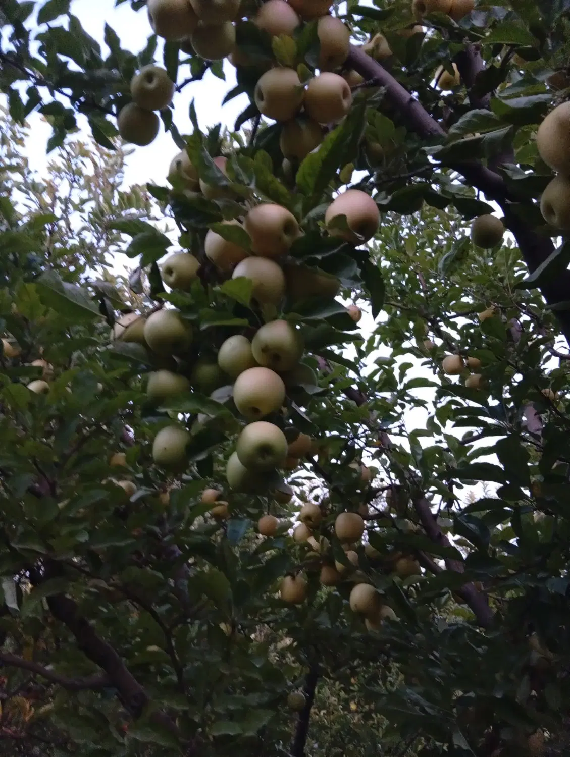 باغ سیب قرمز و زرد به اجاره داده میشود