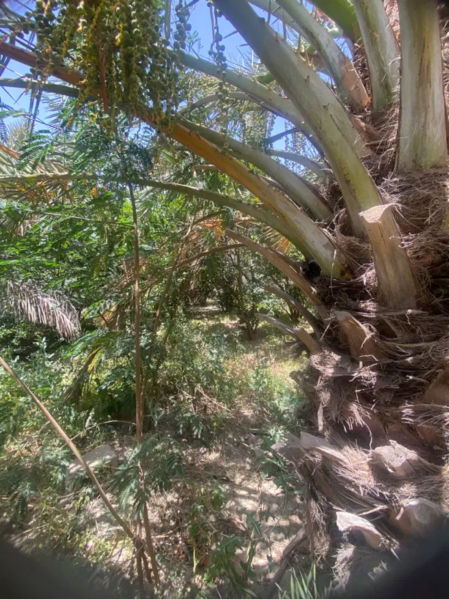 باغ واقع در روستای  ده نو مابین بوشهر برازجان