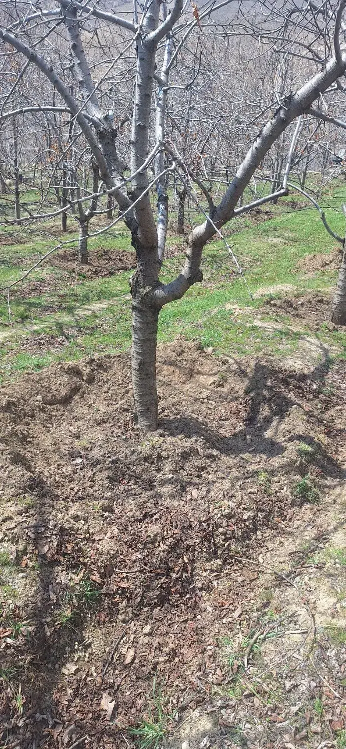 باغ ۳۵۰۰متری گیلاس در ورودی روستای ممده