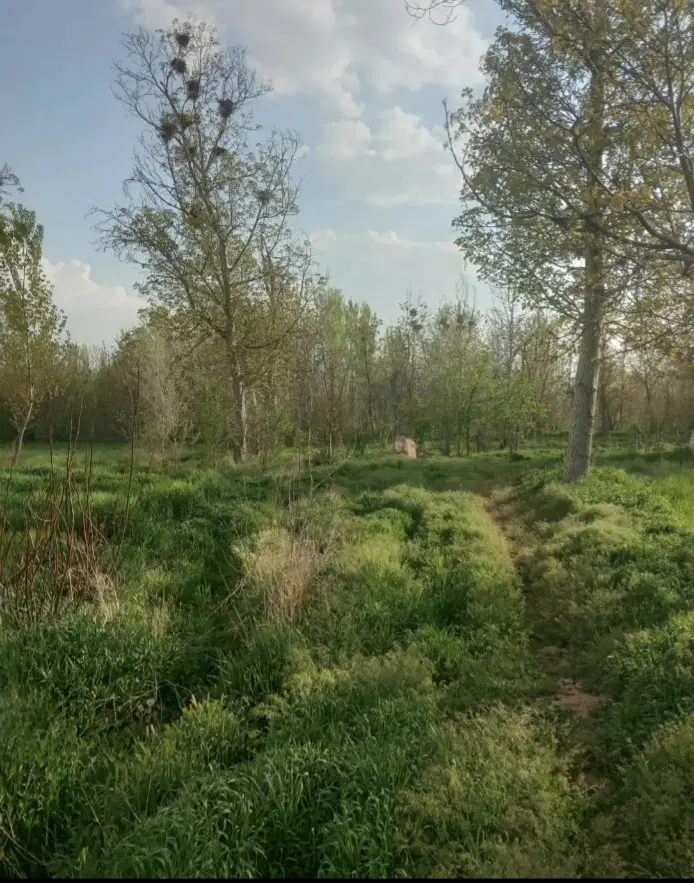 زمین کشاورزی سوکهریز جاده داسداران